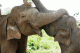 Elefanten im Yala-Park
